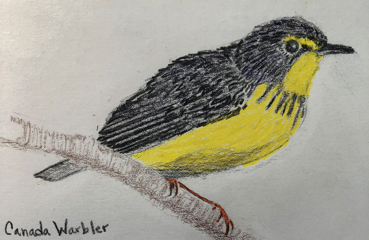 Canada warbler